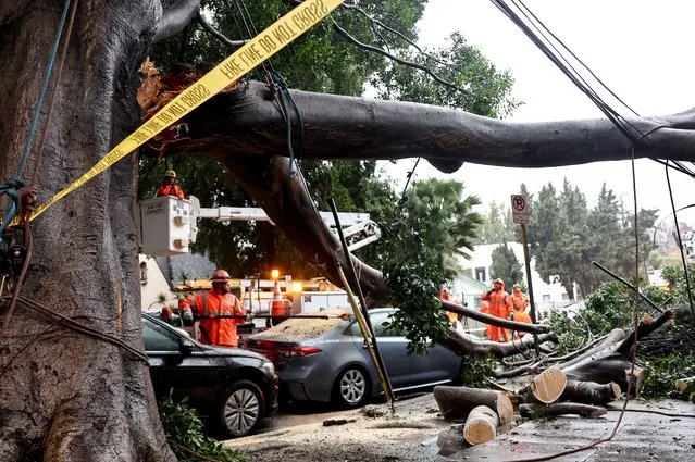 Workers clean up a residential street where a large tree branch fell knocking out power and damaging vehicles on February 19, 2024 in Los Angeles, California. Another atmospheric river storm is delivering heavy rains to California two weeks after a powerful storm brought widespread flooding, mudslides and power outages to parts of the state. (Photo by Mario Tama/Getty Images)