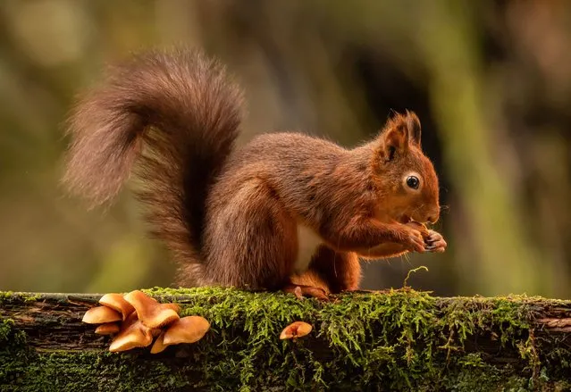 A red squirrel forages for food ahead of winter in the Widdale Red Squirrel Reserve in the Yorkshire Dales National Park, United Kingdom on Tuesday, November 2, 2021. (Photo by Danny Lawson/PA Images via Getty Images)