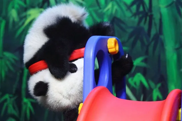 This picture taken on February 16, 2014 shows six month old giant panda cub Long Long playing in an enclosure in Chimelong Safari Park in Guangzhou. Giant pandas, notorious for their low s*x drive, are among the world's most endangered animals. Fewer than 1,600 pandas remain in the wild, mainly in China's Sichuan province, with a further 300 in captivity around the world. (Photo by AFP Photo)
