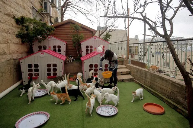 Palestinian Heba al-Jenedy feeds stray cats as she shelters them at her house, in Hebron in the Israeli-occupied West Bank on March 7, 2019. (Photo by Mussa Qawasma/Reuters)