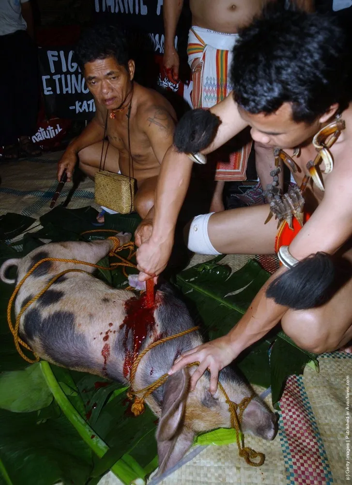 Tasty Pork. Bon Appetit!