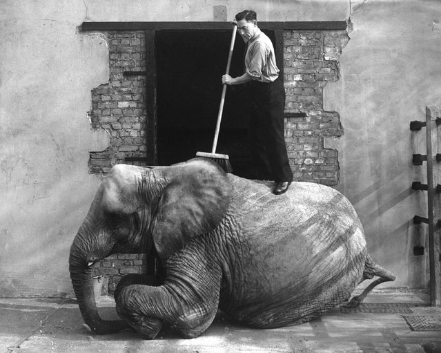 An elephant enjoys its back being scrubbed by the keeper on March 1, 1950.  (Photo by Fox Photos/Getty Images)
