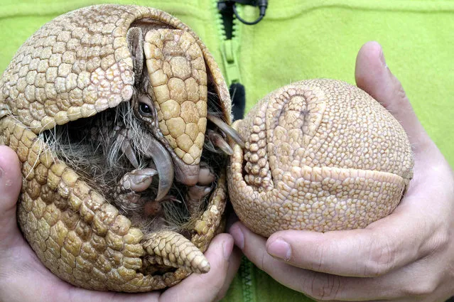 A four-week old southern three-banded armadillo (Tolypeutes matacus), right, and its mother are rolled into a ball in the hands of keeper in the tropical house of Budapest Zoo in Budapest, Hungary, Friday, May 3, 2019. The South American insect-eating mammal and its close relative, the Brasilian three-banded armadillo (Tolypeutes tricinctus) are the only two species of armadillos capable of rolling into a complete ball to defend themselves when feeling threatened. (Photo by Attila Kovacs/MTI via AP Photo)