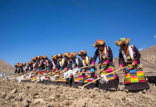 Farmers participate in a ceremony marking the start of spring farming in Gyaimain Village in Qonggyai County of Shannan, southwest China's Xizang Autonomous Region, on March 16, 2024. Ceremonies marking the start of spring farming were held in Xizang on Saturday during which farmers held “chema” (a wooden box filled with colorful grains and barley flour, symbolizing good luck and prosperity in Tibetan culture), sang songs, and toasted each other with barley wine. The ceremony holds great significance as it marks the beginning of a new year's farming. (Photo by Xinhua News Agency/Alamy Live News)