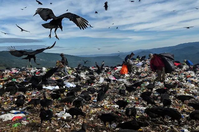 Black voltures are seen at the municipal dump as people search through garbage, in the northern outskirts of Tegucigalpa, on November 24, 2021. Honduras, which will hold general elections on November 28, battered by drug trafficking, political instability, gang violence and hurricanes, has more than half of its population of nearly 10 million people living in poverty. (Photo by Luis Acosta/AFP Photo)