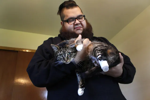 Adam Schofield holds his tabby cat named Sgt. Stubbs in his Oak Creek, Wis. apartment Friday, May 3, 2019. Sgt. Stubbs has one of two new prosthetic back legs on that were created by a University of Wisconsin-Madison engineering class. A vet had to amputate parts of his back legs last year after he was found as a stray with infected back legs. The students used a 3D printer and extra straps so the cat couldn't remove it easily. (Photo by Carrie Antlfinger/AP Photo)