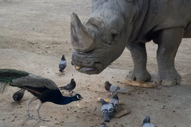 In this Friday, May 10, 2019 photo, Pedro, a 45-year-old white rhinoceros eats a baguette for breakfast together with a peacock and pigeons in his enclosure at the zoo in Barcelona, Spain. Animal rights activists in Barcelona are celebrating a victory after the Spanish city ordered its municipal zoo to restrict the breeding of captive animals unless their young are destined to be reintroduced into the wild. (Photo by Renata Brito/AP Photo)