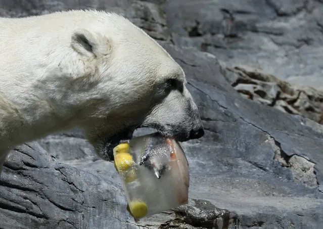 A polar bear enjoys an ice cream, prepared from fish, fruits and vegetables, on a hot and sunny day at the Prague Zoo, Czech Republic, Thursday, June 27, 2019. (Photo by Petr David Josek/AP Photo)