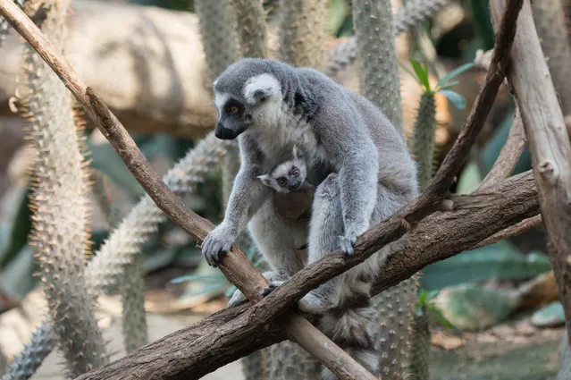 In this April 2016 photo provided by the Wildlife Conservation Society, a ring-tailed lemur and her baby sit on a tree branch at the Bronx Zoo in the Bronx borough of New York. The zoo is showing off three baby lemurs. Two are ring-tailed and one is a brown collared lemur. (Photo by Wildlife Conservation Society/Julie Larsen Maher via AP Photo)