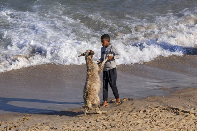 Palestinians wash their flock in the Mediterranean Sea at the beach in Deir al Balah, Gaza Strip, on Wednesday, May 7, 2024. (Photo by Abdel Kareem Hana/AP Photo)