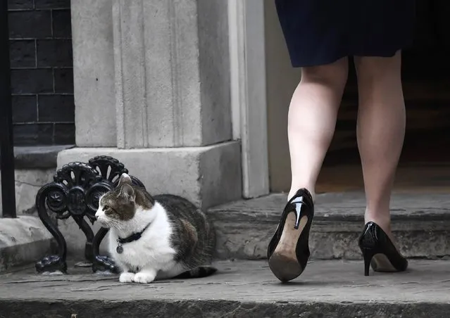Britain's Secretary of State for Justice Liz Truss walks past Larry the Downing Street cat as she arrives for a cabinet meeting, London, March 14, 2017. (Photo by Toby Melville/Reuters)