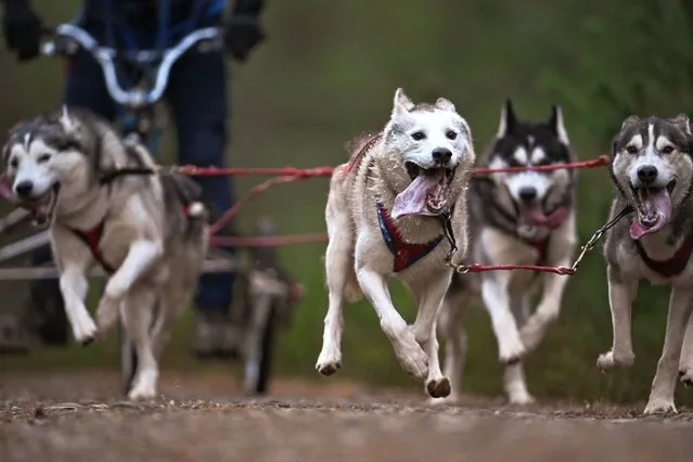 A musher and his huskies practice at a forest course ahead of the Aviemore Sled Dog Rally on January 27, 2022 in Feshiebridge, Scotland.The Siberian Husky Club of Great Britain are holding their 38th Aviemore Sled Dog Rally following after a year out due to the covid pandemic. In recent years there has been a lack of snow in Aviemore so sleds with wheels are used. (Photo by Jeff J. Mitchell/Getty Images)