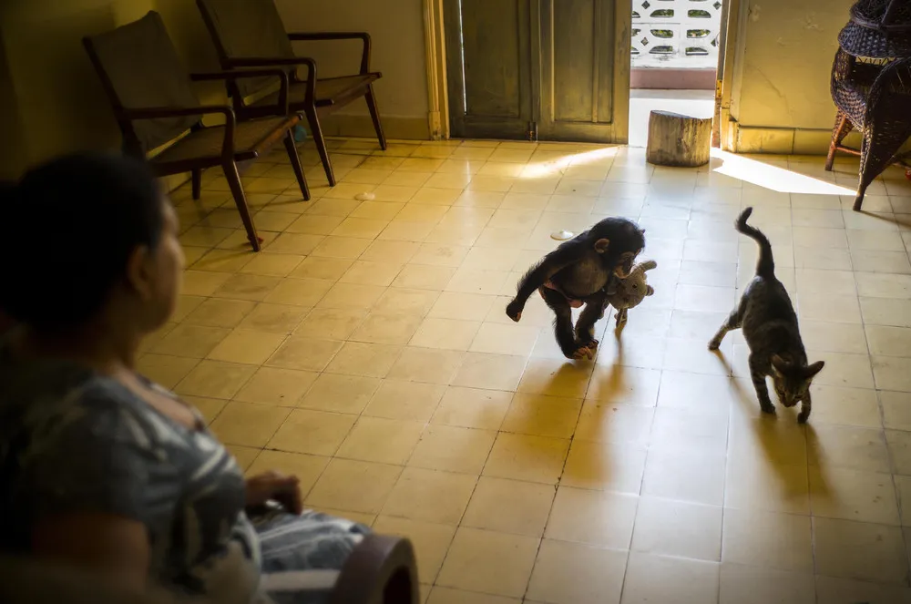 Cuban Biologist Raises Chimpanzees in her Apartment