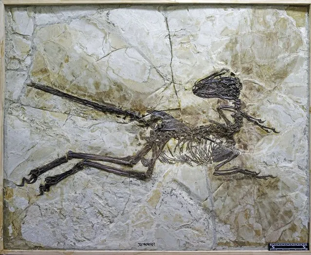 The preserved skeleton of the new short-armed and winged feathered dinosaur Zhenyuanlong suni from the Early Cretaceous (ca. 125 million years ago) of China is shown in this handout photo provided by the University of Edinburgh on July 15, 2015. Scientists have unearthed a spectacularly preserved, nearly complete fossil in northeastern China of a feathered dinosaur with wings like those of a bird, although they doubt the strange creature could fly. (Photo by Junchang Lu/Reuters/University of Edinburgh)