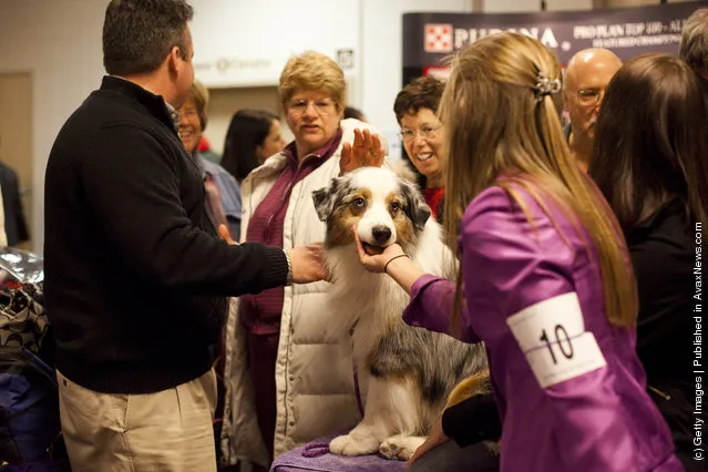 Grand Champion Oakhurst Crusin' in Chrome, an Australian Shepard, is greeted backstage at the Westminster Kennel Club Dog Show after winning best of opposite s*x