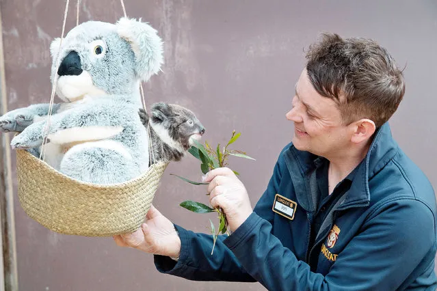 Jon Ovens, lead keeper at Longleat weighs the baby koala on March 29, 2022. A baby koala embraces a cuddly toy that is being used as a substitute mother marsupial so she can be weighed. The seven-month-old joey has to be taken off her mother so staff at Longleat Safari Park in Wiltshire can carry out the routine health check. To make the procedure as stress free as possible, they plonk a soft toy koala from the gift shop into the weighing basket with the baby to imitate her mum. The keepers then weigh the soft toy separately and subtract that amount from the overall reading to get the joey's accurate weight. (Photo by ZacharyCulpin/Bournemouth News)