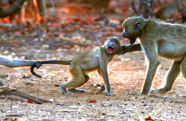 A young baboon receives an earful from an adult as another primate yanks its tail at Kruger National Park, South Africa in the first decade of July 2024. (Photo by John Mullineux/Solent News)