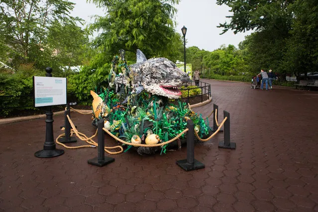 Chompers the Tiger Shark overlooks visitors to the National Zoo in Washington, DC on May 23, 2016. (Photo by Keith Lane/The Washington Post)