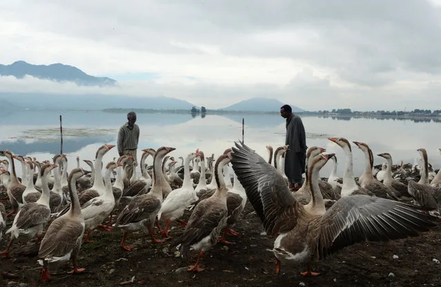 Kashmiri men feed geese on the shores of Dal Lake in Srinagar on July 23, 2015. (Photo by Tauseef Mustafa/AFP Photo)