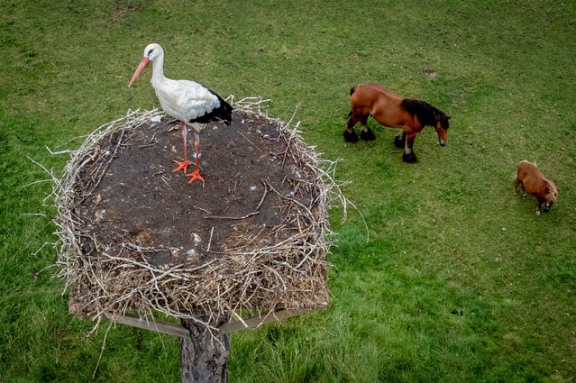 A storks sits in its nest while horses walk on a meadow in Wehrheim near Frankfurt, Germany, Wednesday, August 14, 2024. (Photo by Michael Probst/AP Photo)