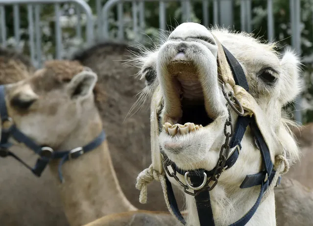 A camel yawns before competing on July 24, 2015 in the western town of Pornichet before competing in one leg of the first French camels race championship. (Photo by Georges Gobet/AFP Photo)
