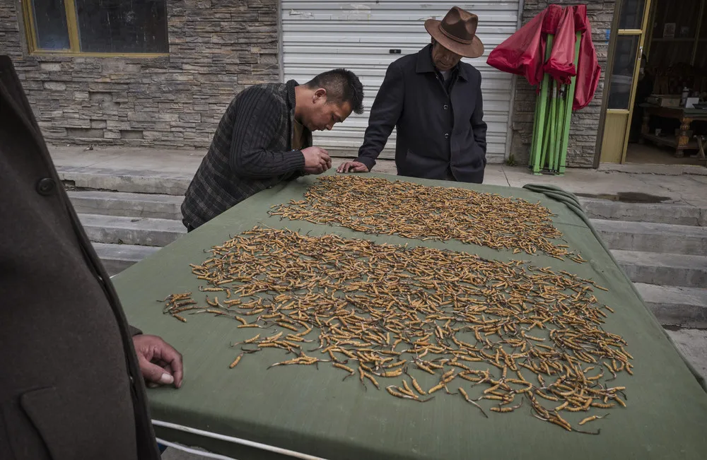 Cordyceps Fungus Hunters on the Tibetan Plateau