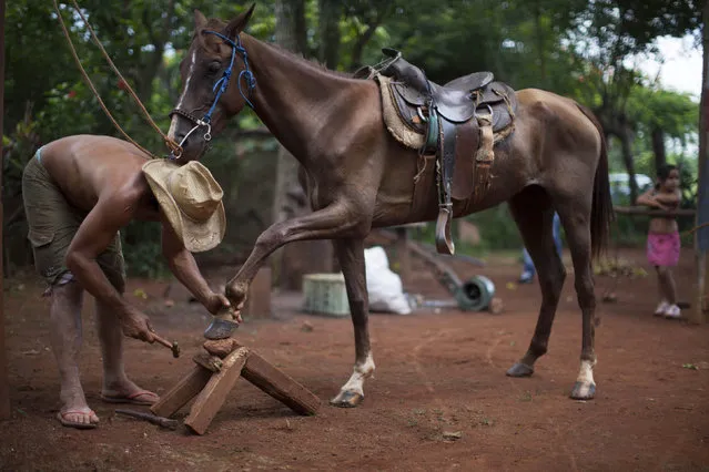 Victor Capote, a 46-year-old rancher, works on a horseshoe of his mare “Muneca”, or “doll” in Spanish, in his ranch near San Antonio de los Banos village, in Artemisa province August 6, 2014. (Photo by Alexandre Meneghini/Reuters)