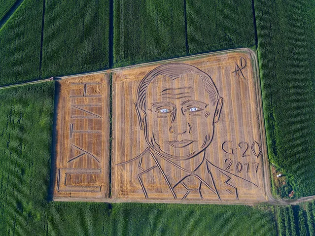In this picture taken Monday, July 3, 2017, a giant portrait of Russian President Vladimir Putin appeared in a field in Castagnaro, near the northern Italian city of Verona. Alongside was the caption “G20 2017” and the signature of Italian land-artist Dario Gambarin. Gambarin used a tractor to create the 135 metre (443 foot) wide picture just a few days ahead of the fortcoming G20 summit, to be held in Hamburg July 7-8. Gambarin says he doesn't measure the field before starting his work, but is apparently able to create perfectly dimensioned giant images with just an innate sense of proportion and the ability to drive a tractor. (Photo by Dario Gambarin via AP Photo)