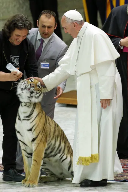 Pope Francis caresses a tiger during his audience to the “World of Travelling Shows” at Paul VI Hall at the Vatican, Thursday, June 16, 2016. (Photo by Fabio Frustaci/AP Photo)