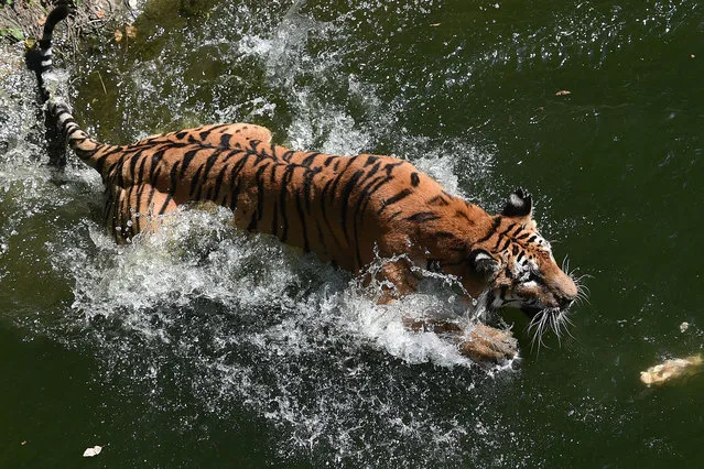 Animals find own ways to cool down in scorchers at the Wuhan Zoo in Wuhan city on August 4, 2015. (Photo by Imaginechina/Splash News)
