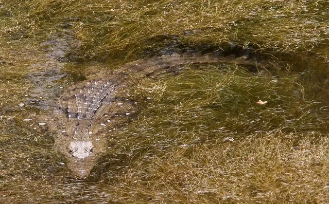 A crocodile swims in an artificial lake in Rethymno, Crete, Greece, 11 July 2014. According to media reports, authorities are trying to relocate the reptile to its natural enviroment, after it showed up in an artificial lake a week ago. (Photo by Stefanos Rapanis/EPA)