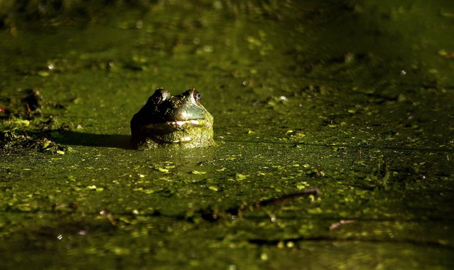 A bullfrog sits in what's left of a drying up pond from the heat in the country near Commerce, Texas, USA, 02 August 2018. Temperatures in Texas had reached over 30 degrees Celsius causing the pond to dry up. (Photo by Larry W. Smith/EPA/EFE/Rex Features/Shutterstock)