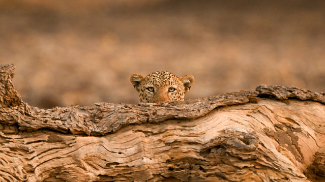 A leopard plays peekaboo with the photographer Nick Dale at the Mana Pools National Park in Zimbabwe in the last decade of October 2024. (Photo by Nick Dale/Solent News)