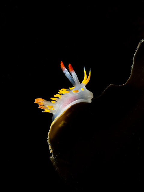 British waters macro category 3rd: Elegant Elegans by Dan Bolt (UK) in Beacon Cove, south Devon. This gorgeous nudibranch (Okenia elegans) is considered to be a rare species in the UK, but can be quite common around Torbay. (Photo by Dan Bolt/Underwater Photographer of the Year 2020)