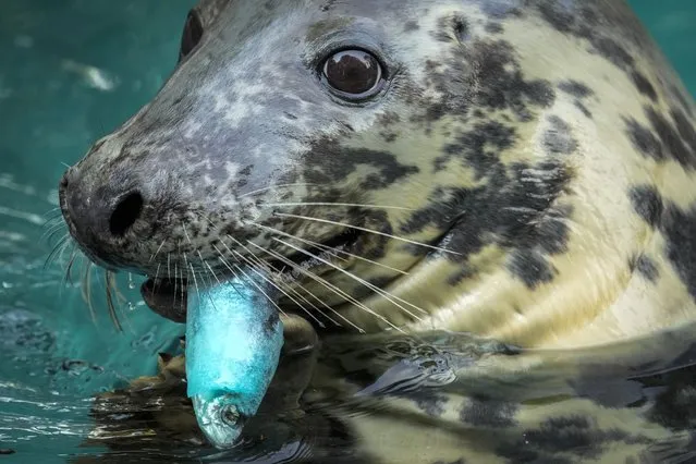 A grey seal enjoys an ice cake made of fish on a hot and sunny day at the Madrid Zoo, Spain, Wednesday, July 13, 2022. (Photo by Bernat Armangue/AP Photo)