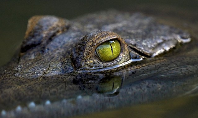 View of a crocodile in a pond at a UNDP-sponsored crocodile farm in Guanare, Portuguesa State, Venezuela, on June 30, 2024. (Photo by Juan Barreto/AFP Photo)