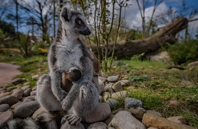 Recently born Madagascan ring-tailed lemur twins on their mother at the city’s zoo in Chester, England on March 18, 2020. (Photo by Chester Zoo/Handout via Reuters)