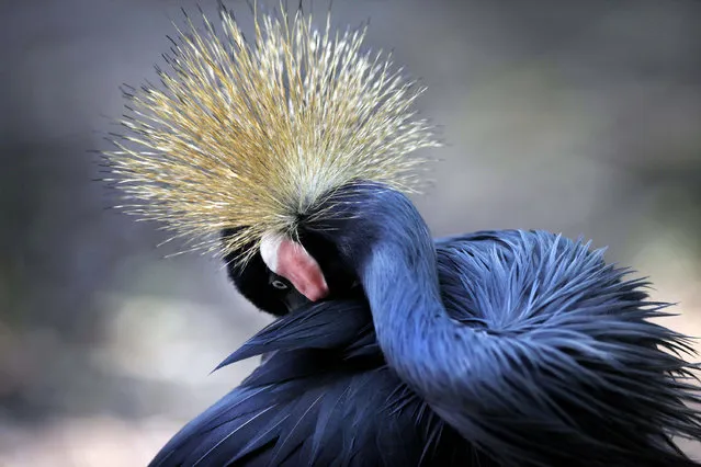 An African Crowned Crane grooms itself at the Jurong Bird Park on Tuesday June 9, 2009 in Singapore. (Photo by Wong Maye-E/AP Photo)
