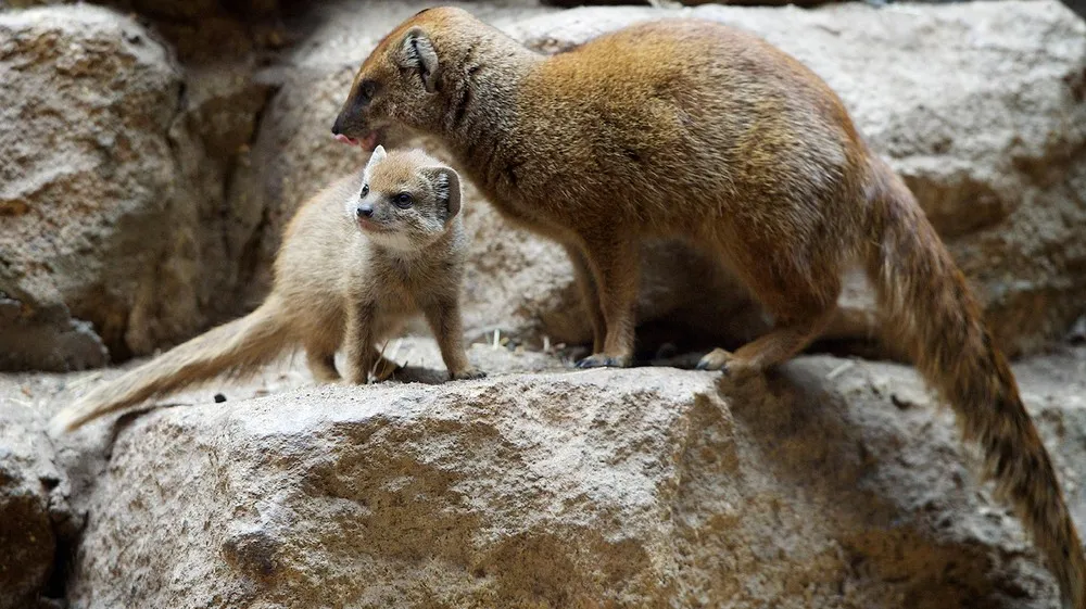 The Week in Pictures: Animals, August 23 – August 29, 2014