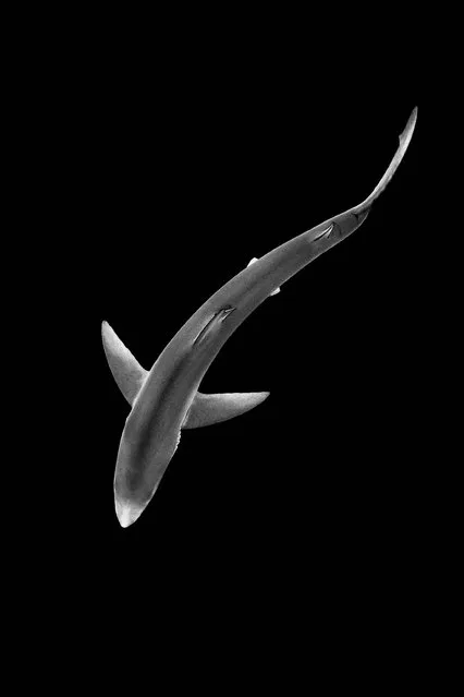 “Blue on Black – Blue Shark”. Black and White category winner. (Photo by Alexander Mustard/British Wildlife Photography Awards 2014)