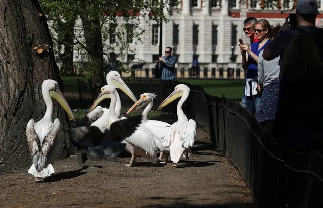 People take pictures of Pelicans at St James's park, as the spread of the coronavirus disease (COVID-19) continues, London, Britain, April 19, 2020. (Photo by Simon Dawson/Reuters)