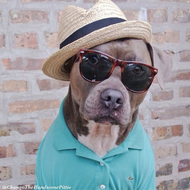 Most Handsome Dogs On The Internet
