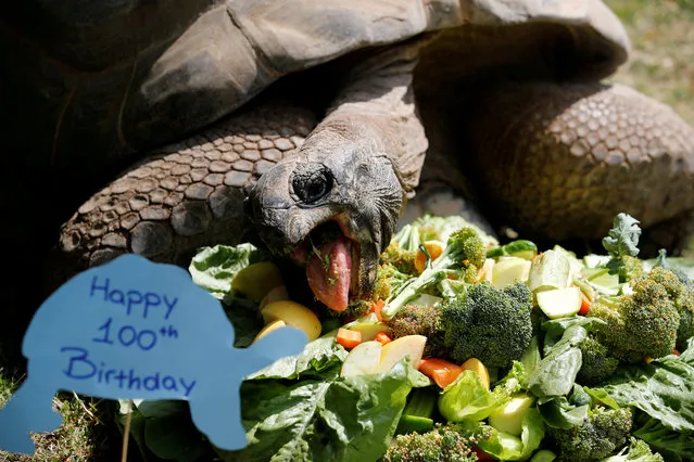 Tuki, an Aldabra Giant tortoise, eats a cake made of vegetables as he celebrates his 100th birthday at Faruk Yalcin Zoo, amid the spread of the coronavirus disease (COVID-19) in Darica, 60 kilometers east of Istanbul, Turkey, April 30, 2020. (Photo by Umit Bektas/Reuters)