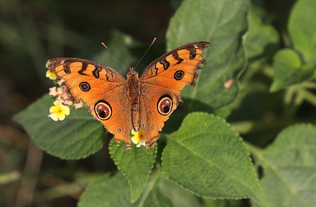 A Peacock Pansy (Junonia almana) butterfly sits on a plant in the Yamuna biodiversity parks in New Delhi, India, 16 October 2024. This week’s butterfly survey recorded 8,337 individuals across 68 species in the seven biodiversity parks the Delhi Development Authority manages. A member of the survey board said that butterfly populations have remained stable over the years. (Photo by Harish Tyagi/EPA)