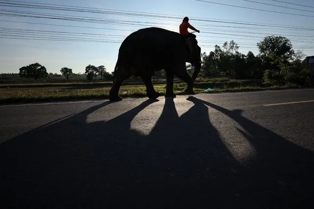 An elephant's shadow is cast on a road at Ba Ta Klang elephant village in Surin, Thailand April 5, 2022. The families in Ban Ta Klang, the epicentre of Thailand's elephant business located in Surin province, have cared for elephants for generations and have a close connection to them. (Photo by Jorge Silva/Reuters)