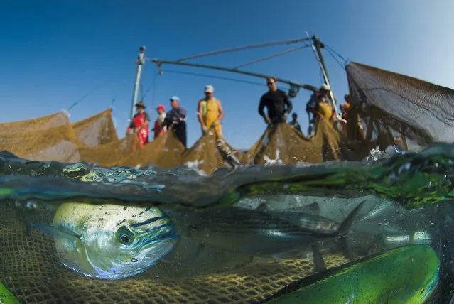 Dolphin fish caught in the process of fishing for tuna in the Mediterranean. (Photo by Angel Fitor/Wildscreen Photography Festival 2014)