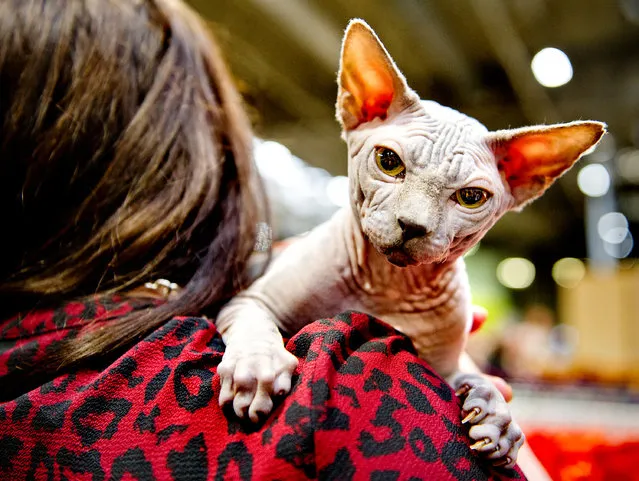 Winter Mistry Frodo, a Sphynx kitten Cat participates in the GCCF Supreme Cat Show at National Exhibition Centre on October 28, 2017 in Birmingham, England. (Photo by Shirlaine Forrest/WireImage)