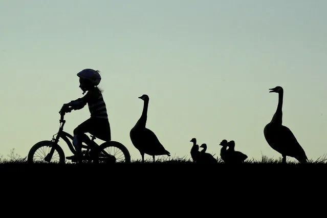 A girl rides her bicycle past a family of geese at South Lake park Thursday, April 30, 2020, in Overland Park, Kan. As temperatures warm, people are flocking to parks to get some air and relief from continued stay-at-home orders which are part of an effort to stem the spread of the new coronavirus. (Photo by Charlie Riedel/AP Photo)