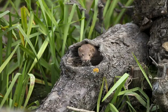 An American mink is seen in a tree hollow at a creek near the village of Khatenchitsy, north of Minsk, September 15, 2015. (Photo by Vasily Fedosenko/Reuters)