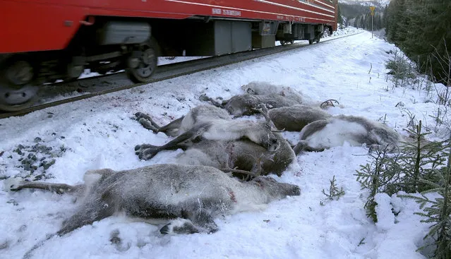 In this grab taken from video made available on Sunday, November 26. 2017, a train passes by dead reindeer, near Mosjoen, North of Norway. A Norwegian reindeer herder says that freight trains have killed more than 100 of the animals on the tracks in three days. orstein Appfjell, a distraught reindeer herder in Helgeland county, said Sunday that the worst incident happened Saturday when 65 animals were mown down. (Photo by John Erling Utsi/NTB Scanpix via AP Photo)